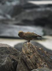 Kea Bird in Hooker Valley (NZ)