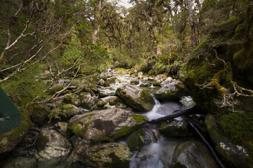 Naklejka na ściany i meble Enchanted Forest Path, Routeburn Track, NZ