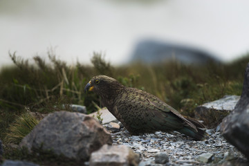 Kea Bird in Hooker Valley (NZ)