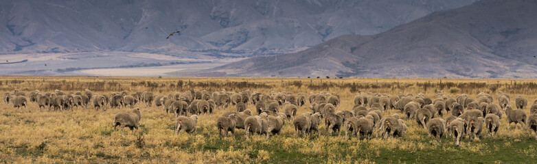 Group of Sheep, Mt Cook, NZ