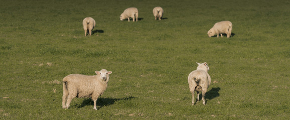 Obraz na płótnie Canvas Group of Sheep, NZ