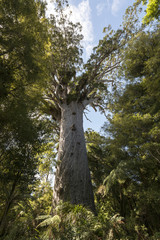 Tane Mahuta, NZ