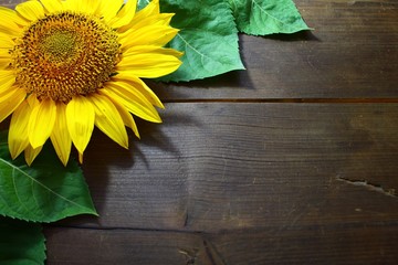 Fototapete Sonnenblume Mit Gesicht Fototapeten Wallsheaven Martina