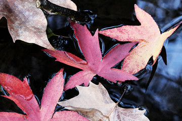 otoño septiembre octubre noviembre