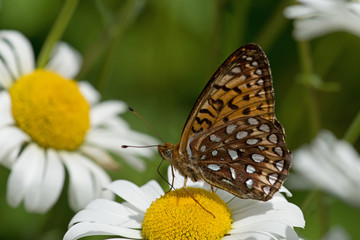 Boloria sp. dans les marguerites