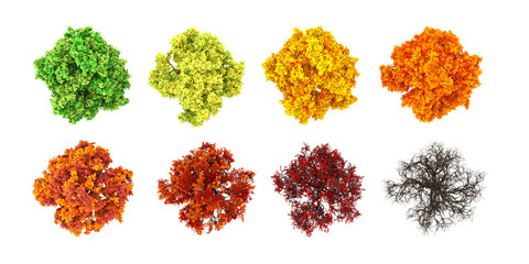 Autumnal element, orange isolated tree on a white background top view. 3d illustration, 3d rendering.