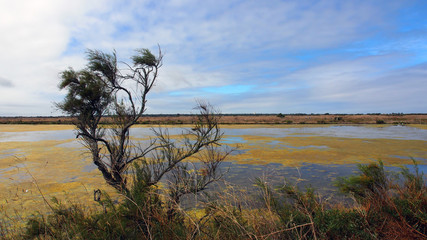 Ile de Ré: Salzwiesen, Marais, Naturschutzgebiet Lilleau des Niges