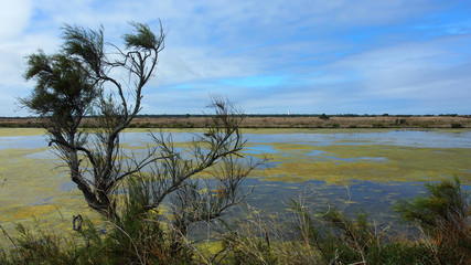Ile de Ré: Salzwiesen, Marais, Naturschutzgebiet Lilleau des Niges