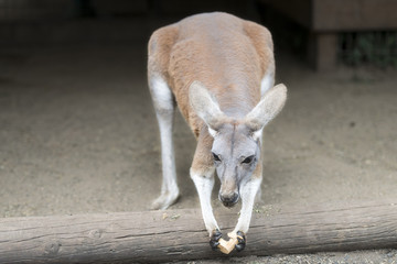 Kangaroo in captivity