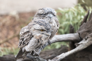 Tawny Frogmouth Owls