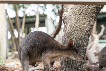 Cute Wallaby in Capitivity
