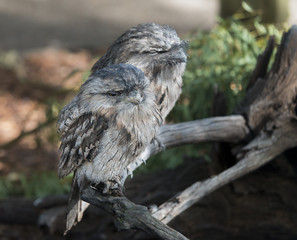 Tawny Frogmouth Owls