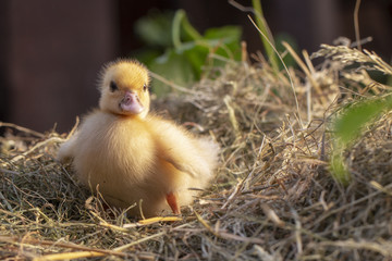 A small duck sits on a hay nest