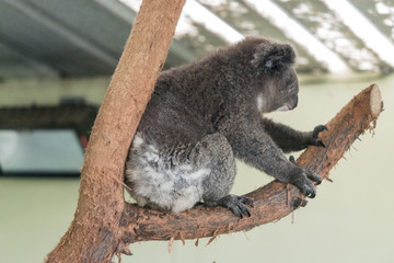 Koala in captivity on tree 