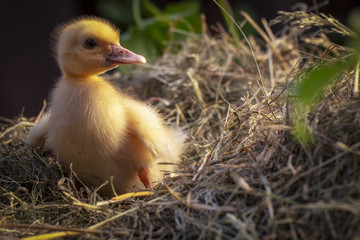 A small duck sits on a hay nest