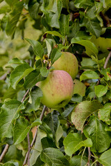 Winterapfel Reanda,  Malus Reanda, Spätherbstsorte, Bayern, Deutschland, Europa