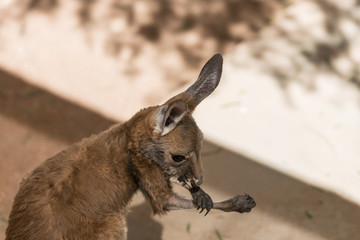Kangaroo in captivity