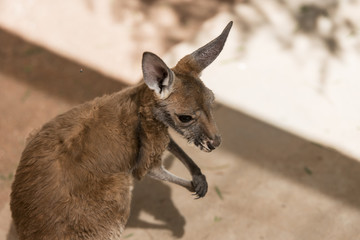 Kangaroo in captivity
