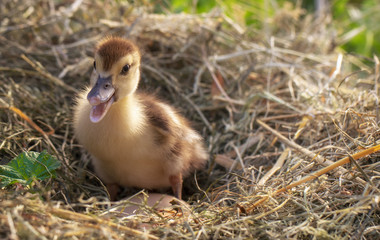A small duck sits on a hay nest