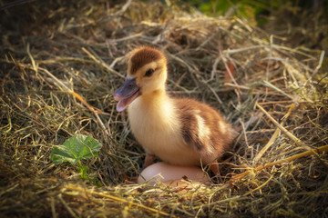 A small duck sits on a hay nest