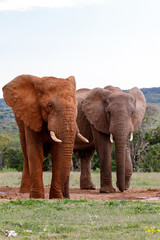 Elephants standing together