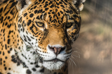 Leopard, Panthera Pardus, closeup, has beautiful spotted fur