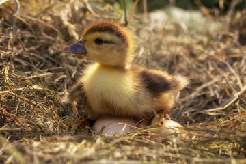 A small duck sits on a hay nest