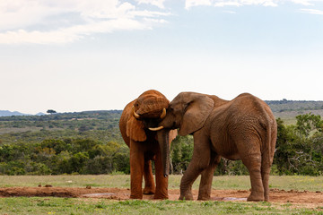 Obraz premium Elephants playing with their trunks