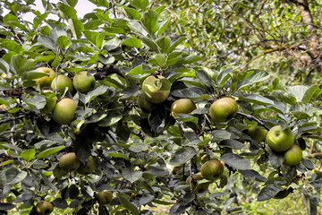 Graue Renette, Herbstrenette,  Malus domestica, Spätherbstsorte, Bayern, Deutschland, Europa