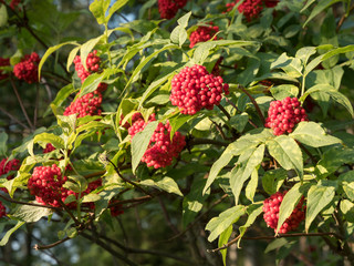 Obraz premium Red elderberry leaves and berries