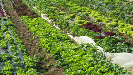 Regionaler Gartenbau: Salatfeld