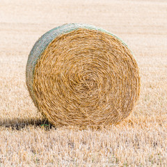 Hay Bales in a Field