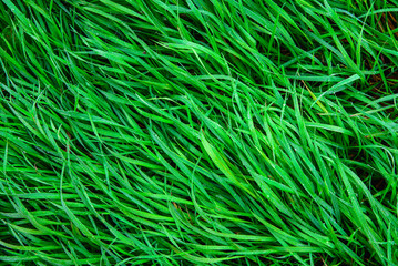 green grass and dew on it