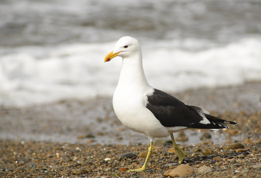 Marine Gull. Seagull on the coast of the Atlantic sea, Puerto Madryn. Larus Marinus. 