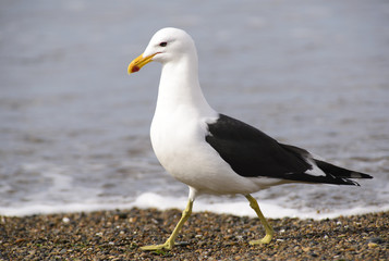 Fototapeta na wymiar Marine Gull. Seagull on the coast of the Atlantic sea, Puerto Madryn. Larus Marinus. 