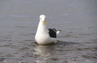 Marine Gull. Seagull on the coast of the Atlantic sea, Puerto Madryn. Larus Marinus. 