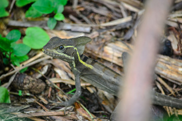 a reptile among the leaves of the forest