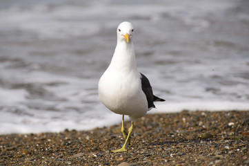 Marine Gull. Seagull on the coast of the Atlantic sea, Puerto Madryn. Larus Marinus. 