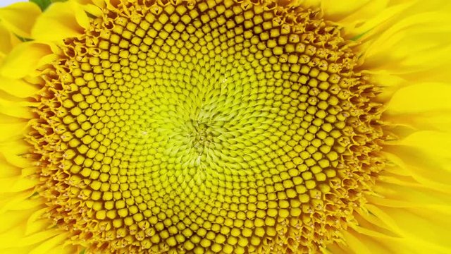 Blooming Sunflower Macro Closeup. Time Lapse 6 days duration.