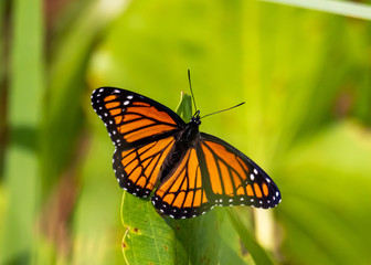 Fototapeta na wymiar Monarch Butterfly 01