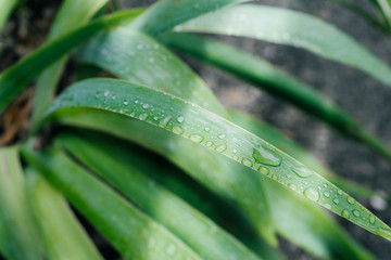 Drops of water, water droplets, rainwater on a leaf