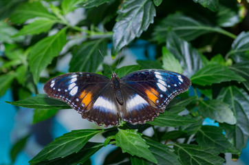 Swallowtail