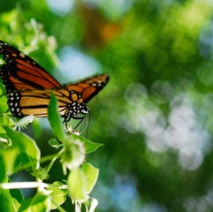 Butterfly bokeh