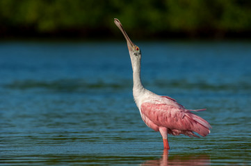 Fototapeta na wymiar A pink and white roseate spoonbill (Platalea ajaja) stretches its neck while feeding in calm water.
