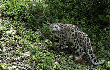 Snow Leopard in Field