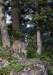 Mountain Lion on the Prowl