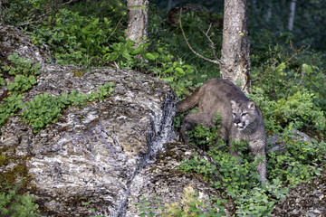 Searching for Prey