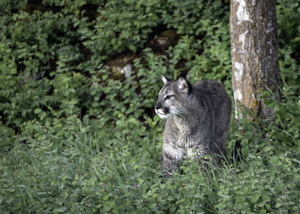 Fototapeta premium Wary Mountain Lion
