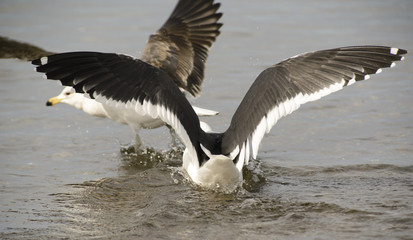 Marine Gull. Seagull on the coast of the Atlantic sea, Puerto Madryn. Larus Marinus. 