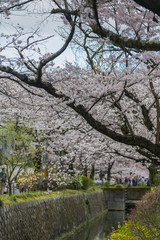 Fototapeta na wymiar Kyoto Shogun Palace Garden